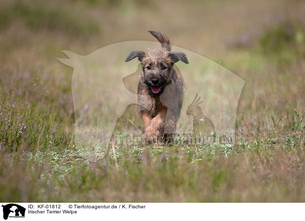 Irischer Terrier Welpe / KF-01812