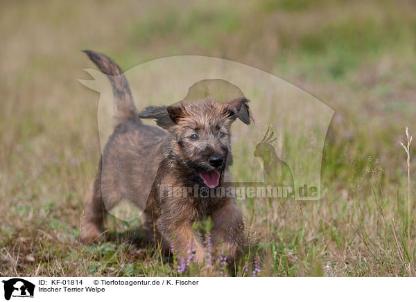 Irischer Terrier Welpe / KF-01814