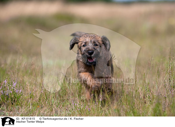 Irischer Terrier Welpe / KF-01815