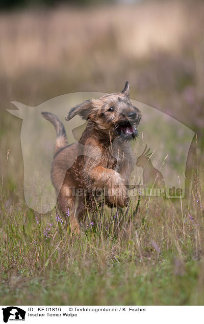 Irischer Terrier Welpe / KF-01816