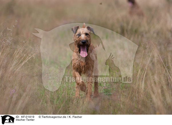 Irischer Terrier / KF-01819