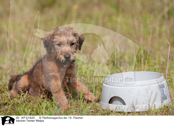 Irischer Terrier Welpe / KF-01820