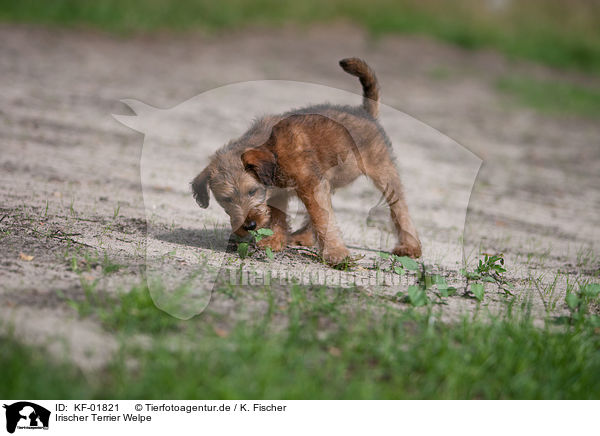 Irischer Terrier Welpe / Irish Terrier puppy / KF-01821