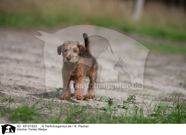Irischer Terrier Welpe / Irish Terrier puppy / KF-01822