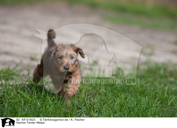 Irischer Terrier Welpe / KF-01823
