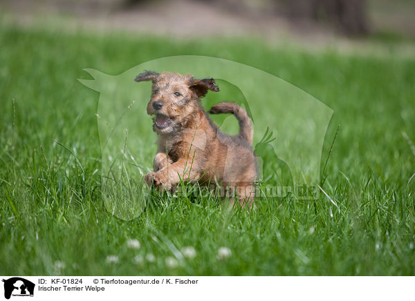 Irischer Terrier Welpe / KF-01824