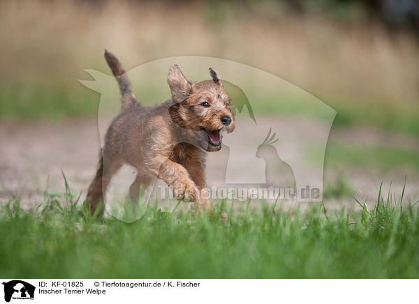 Irischer Terrier Welpe / KF-01825