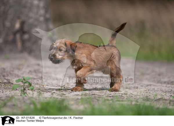 Irischer Terrier Welpe / KF-01826