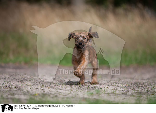 Irischer Terrier Welpe / KF-01827