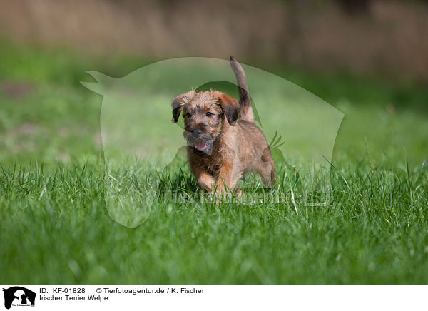 Irischer Terrier Welpe / KF-01828