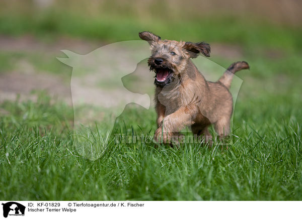 Irischer Terrier Welpe / KF-01829