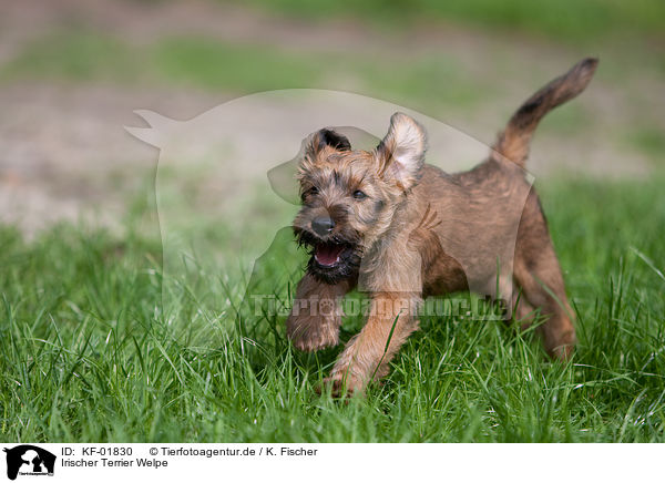 Irischer Terrier Welpe / KF-01830