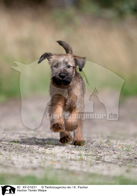 Irischer Terrier Welpe / KF-01831