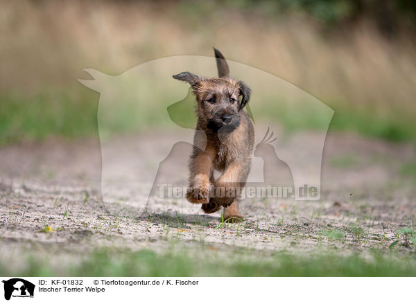 Irischer Terrier Welpe / KF-01832
