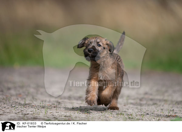 Irischer Terrier Welpe / KF-01833