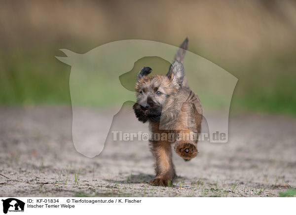 Irischer Terrier Welpe / KF-01834
