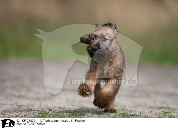 Irischer Terrier Welpe / KF-01835