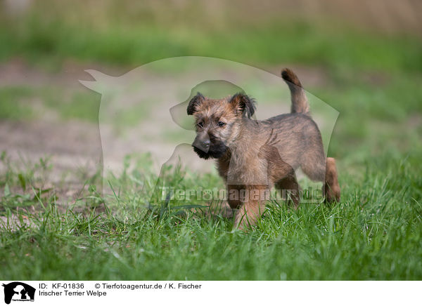 Irischer Terrier Welpe / KF-01836
