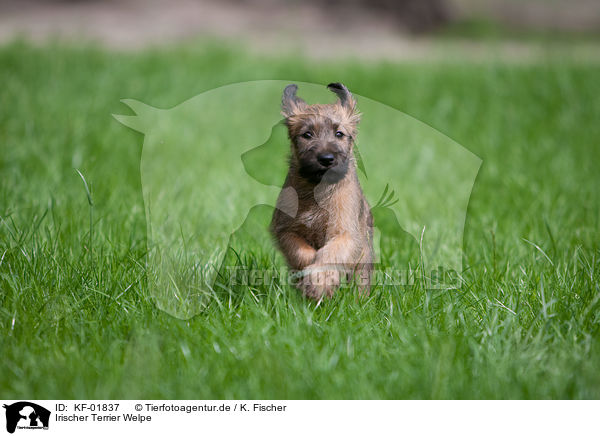Irischer Terrier Welpe / KF-01837