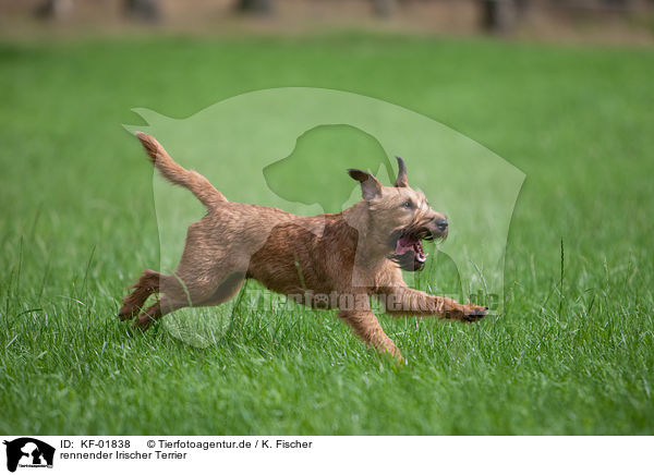 rennender Irischer Terrier / KF-01838