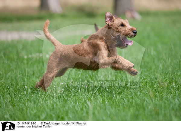 rennender Irischer Terrier / KF-01840