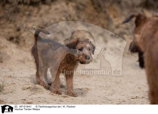 Irischer Terrier Welpe / KF-01841
