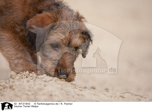 Irischer Terrier Welpe / KF-01842