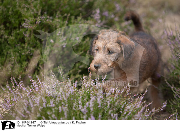 Irischer Terrier Welpe / KF-01847