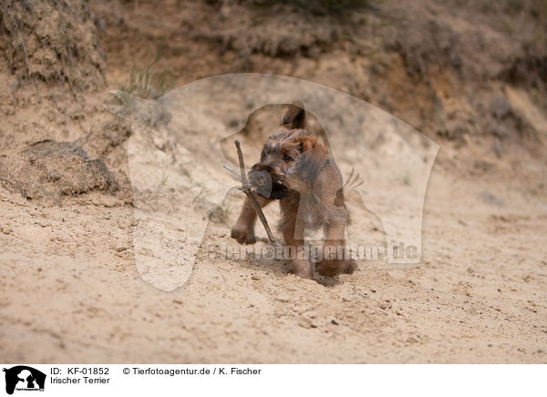 Irischer Terrier / Irish Terrier / KF-01852