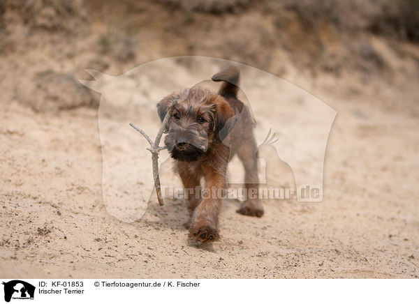 Irischer Terrier / KF-01853