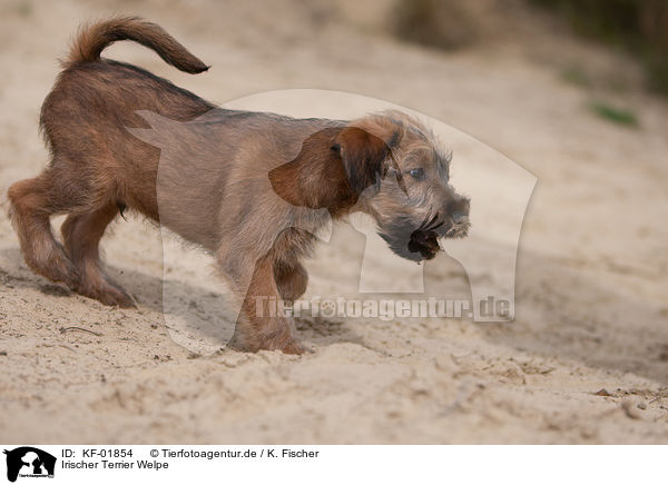 Irischer Terrier Welpe / Irish Terrier puppy / KF-01854