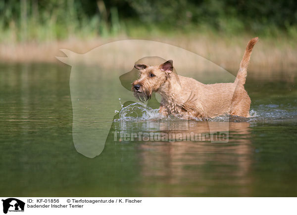 badender Irischer Terrier / bathing Irish Terrier / KF-01856