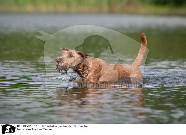 badender Irischer Terrier / bathing Irish Terrier / KF-01857
