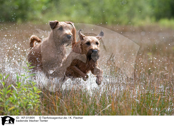 badende Irischer Terrier / KF-01864