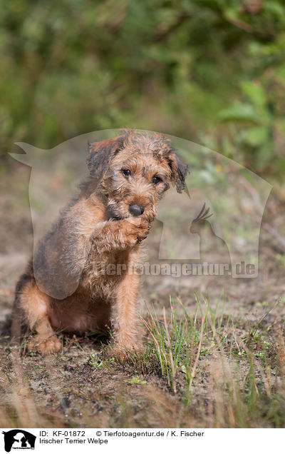 Irischer Terrier Welpe / KF-01872