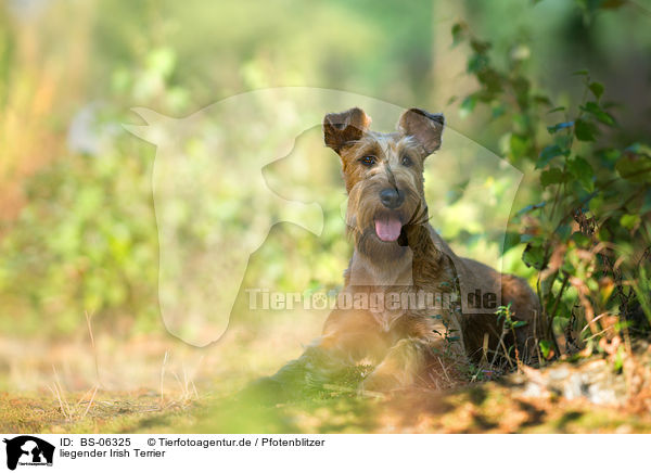 liegender Irish Terrier / BS-06325