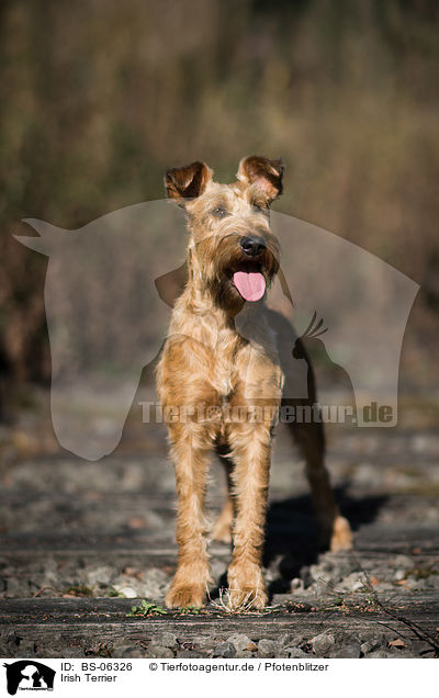 Irish Terrier / BS-06326