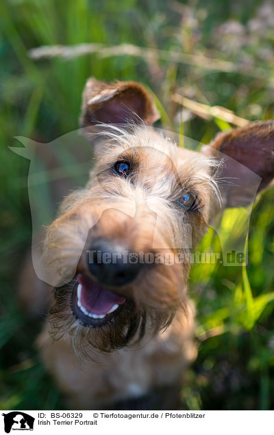 Irish Terrier Portrait / BS-06329