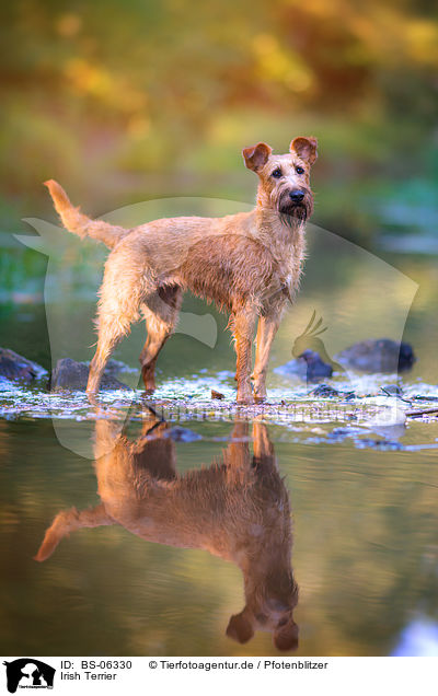 Irish Terrier / BS-06330