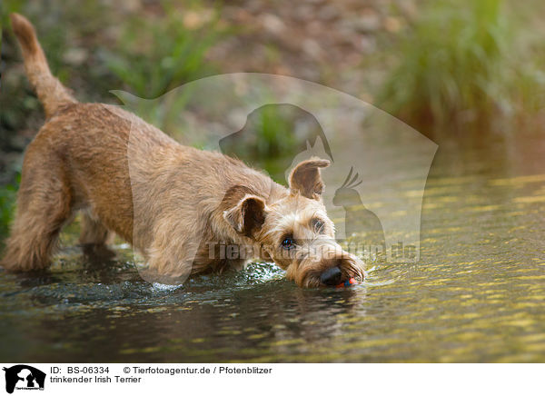 trinkender Irish Terrier / BS-06334