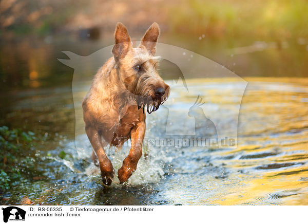 rennender Irish Terrier / BS-06335