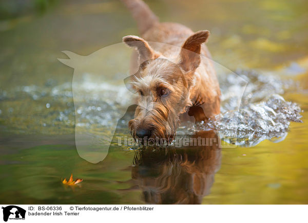 badender Irish Terrier / BS-06336