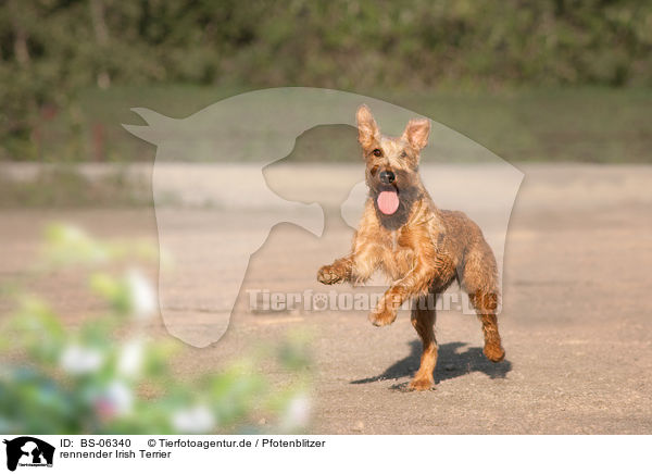 rennender Irish Terrier / BS-06340