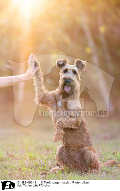 Irish Terrier gibt Pftchen / BS-06341
