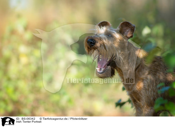 Irish Terrier Portrait / BS-06342