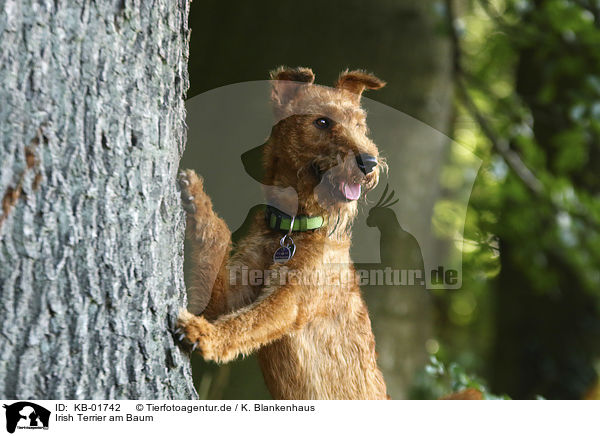 Irish Terrier am Baum / KB-01742
