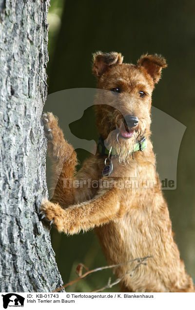 Irish Terrier am Baum / KB-01743