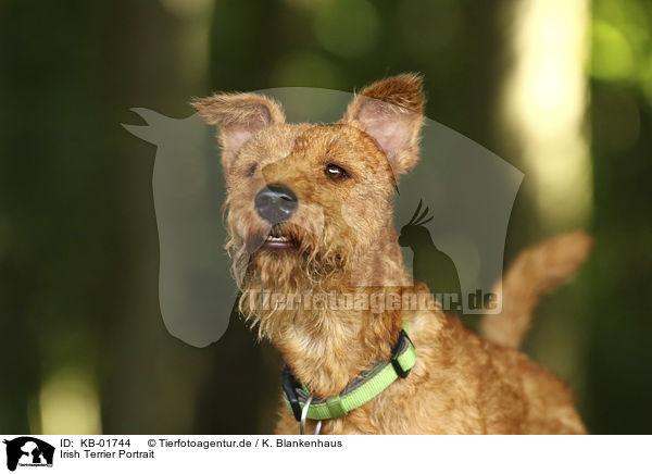 Irish Terrier Portrait / KB-01744