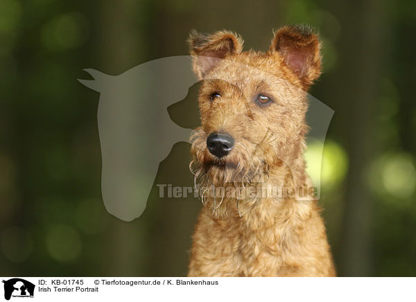 Irish Terrier Portrait / KB-01745