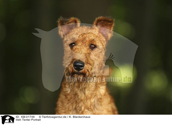 Irish Terrier Portrait / KB-01748